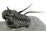Bumpy Cyphaspis Trilobite - Top Quality Specimen #350492-1